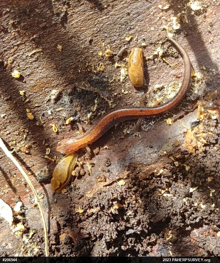 Eastern Red-backed  Salamander