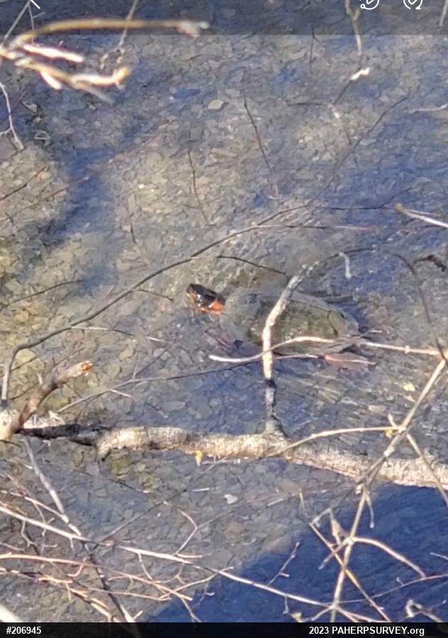 Wood Turtle