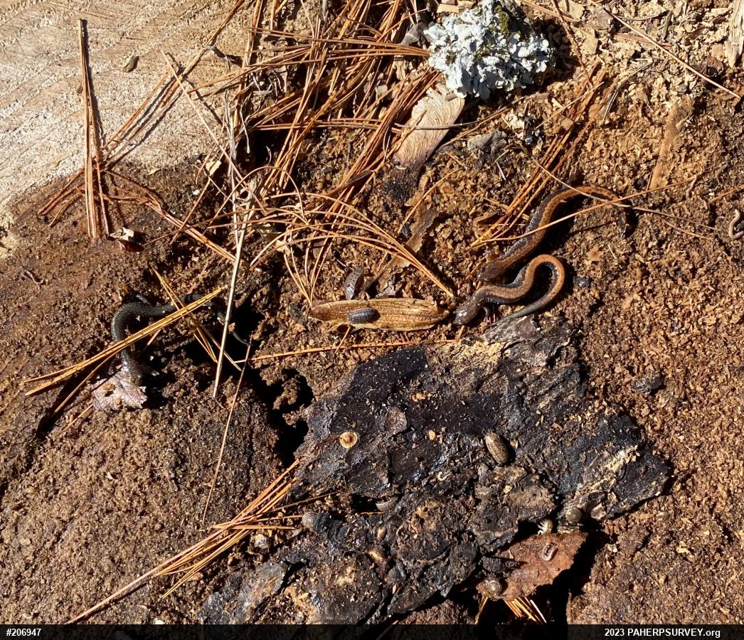 Eastern Red-backed  Salamander