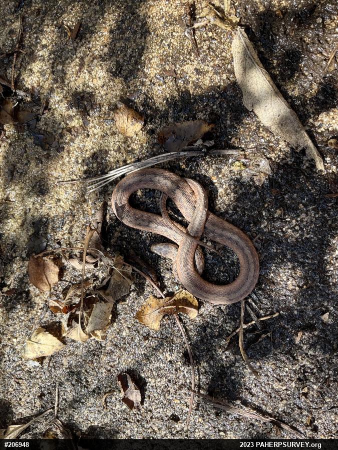 Dekay's Brownsnake