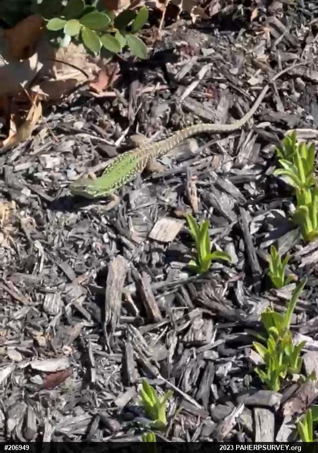 Italian Wall Lizard