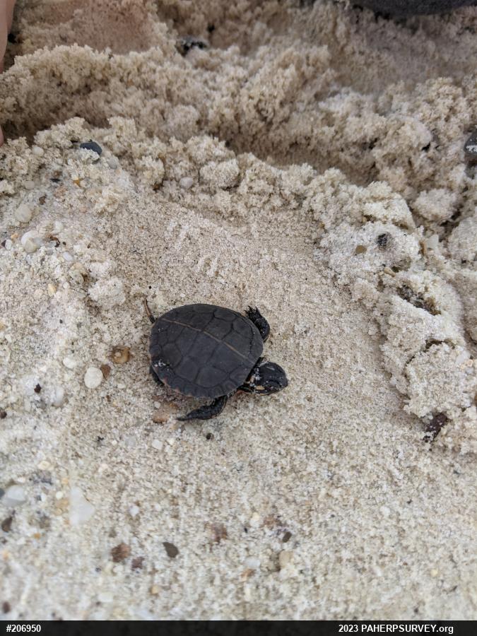 Painted Turtle