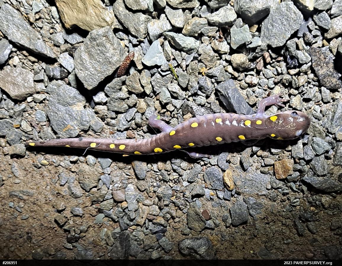 Spotted Salamander