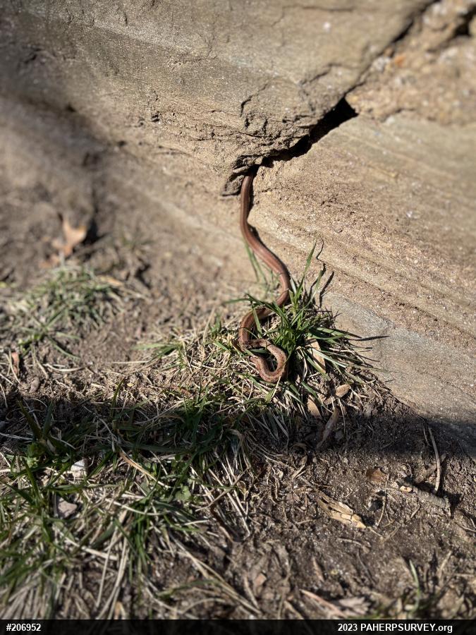 Dekay's Brownsnake