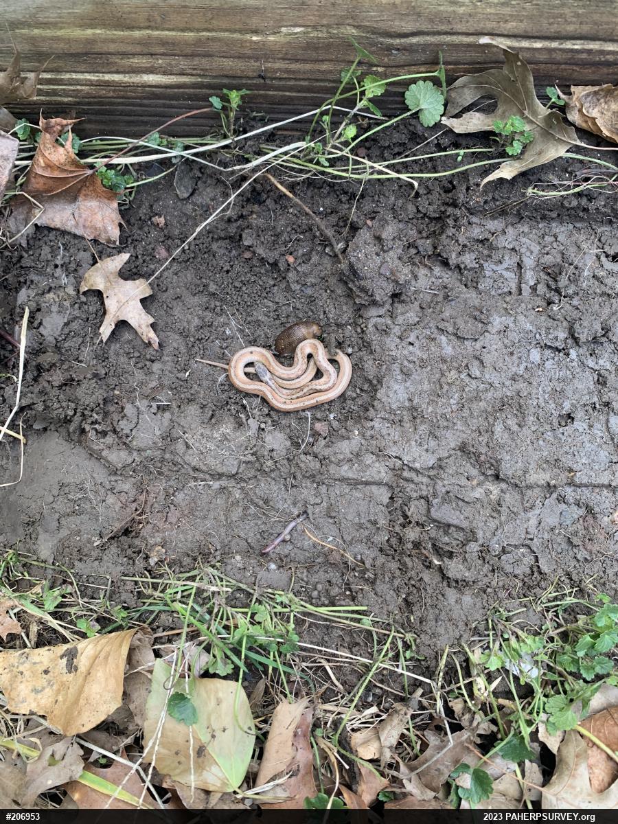 Dekay's Brownsnake