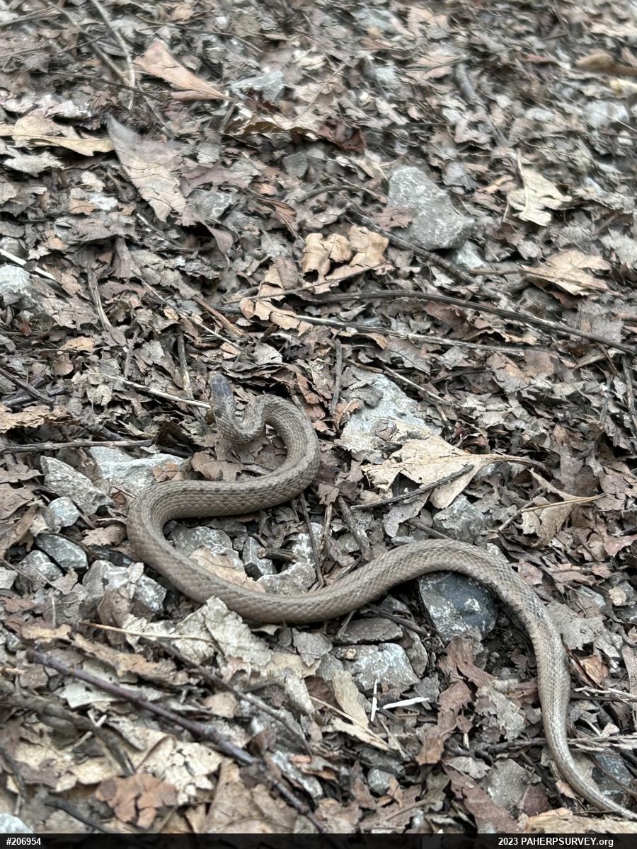Dekay's Brownsnake