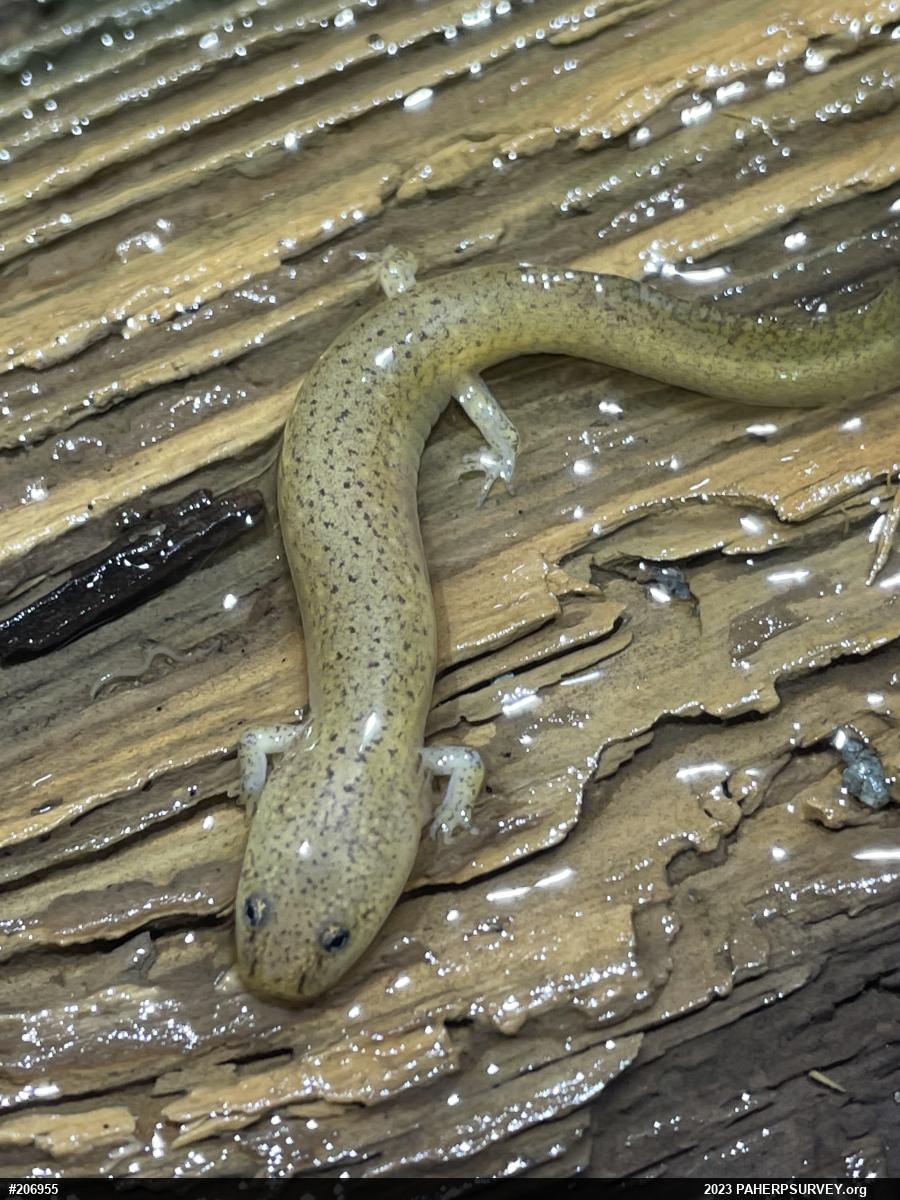 Northern Red Salamander