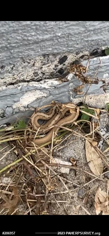 Dekay's Brownsnake