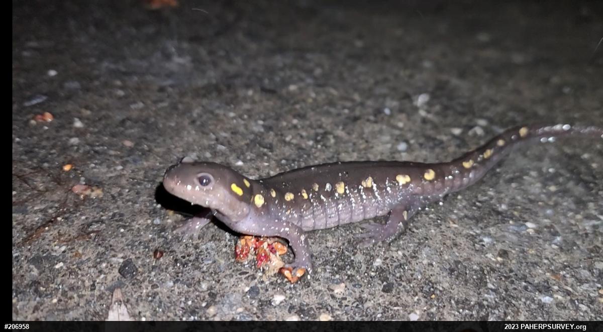 Spotted Salamander