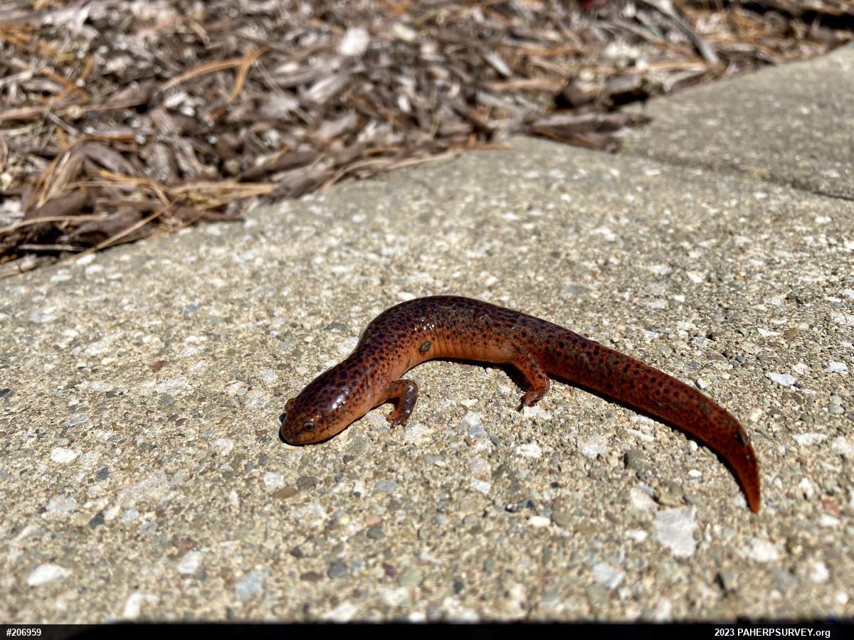 Northern Red Salamander