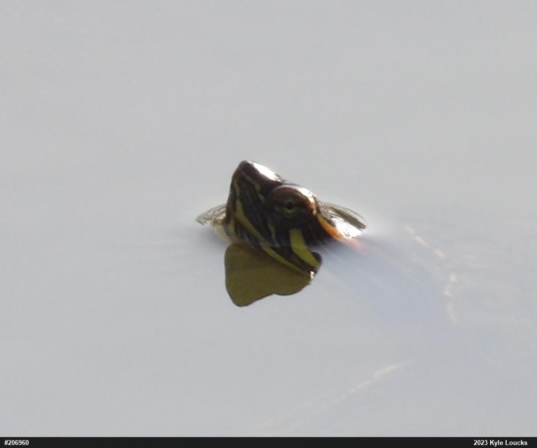 Red-eared Slider