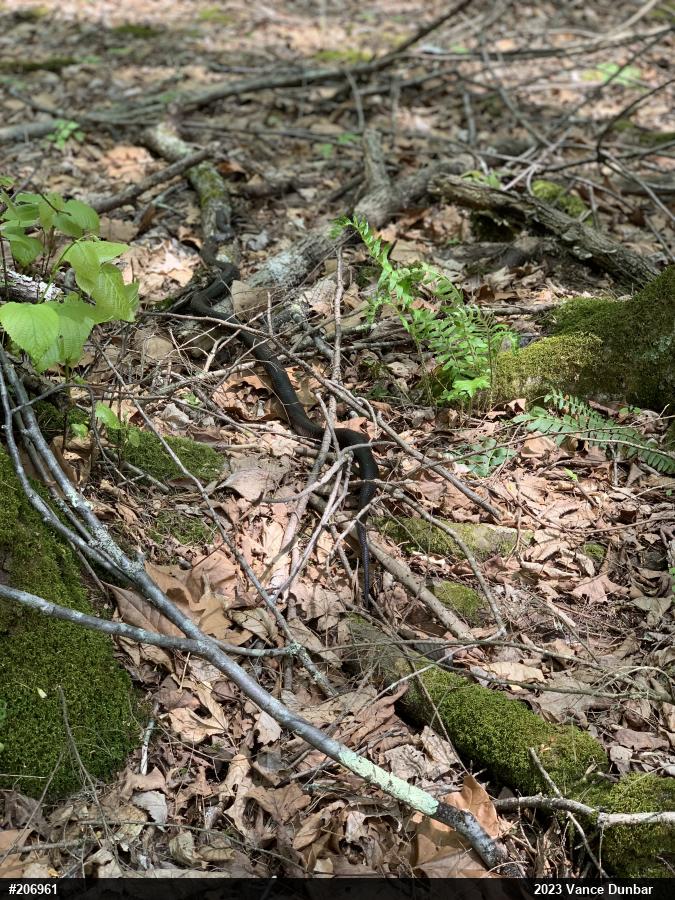 Eastern Ratsnake