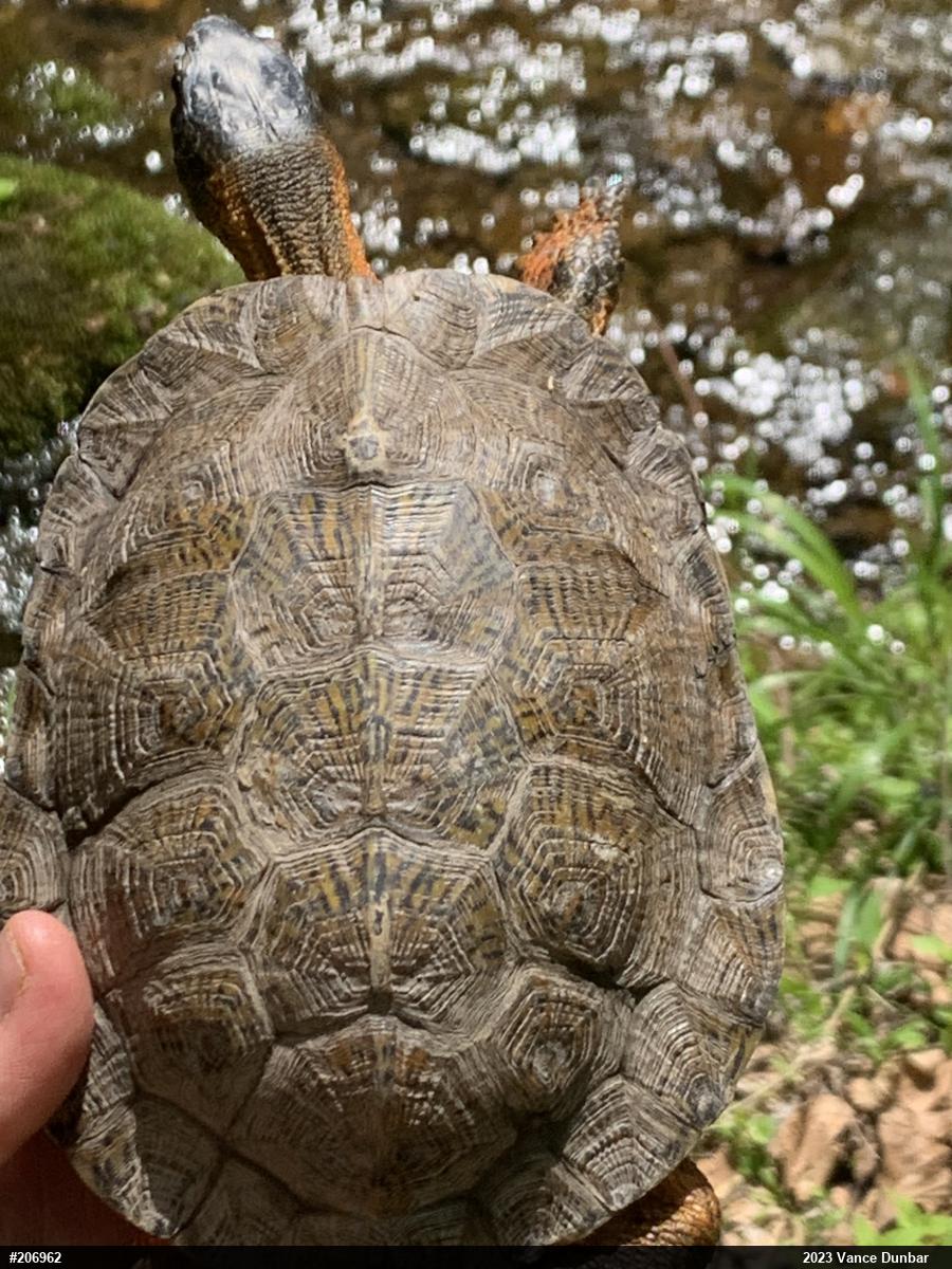 Wood Turtle