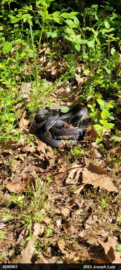 Eastern Ratsnake