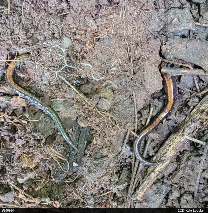 Eastern Red-backed  Salamander