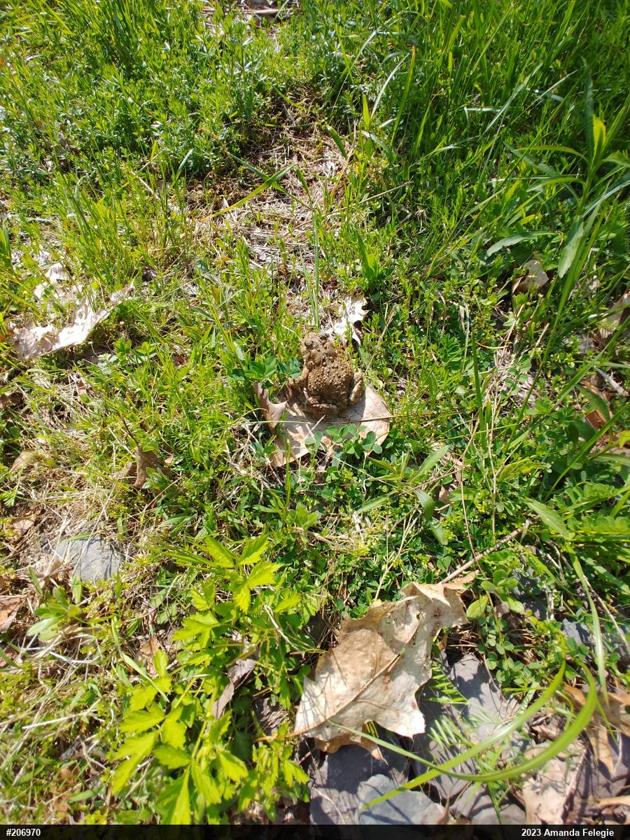 Eastern American Toad