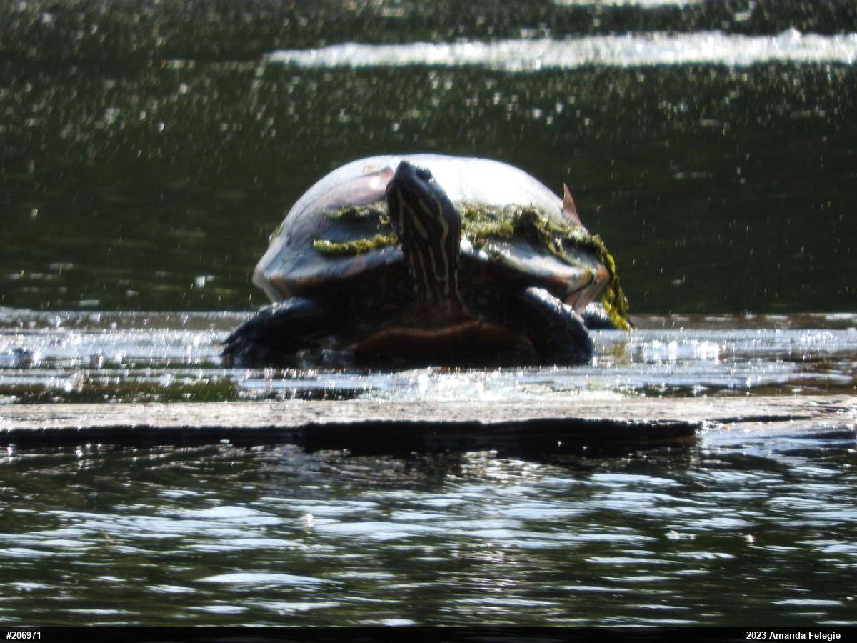 Red-eared Slider