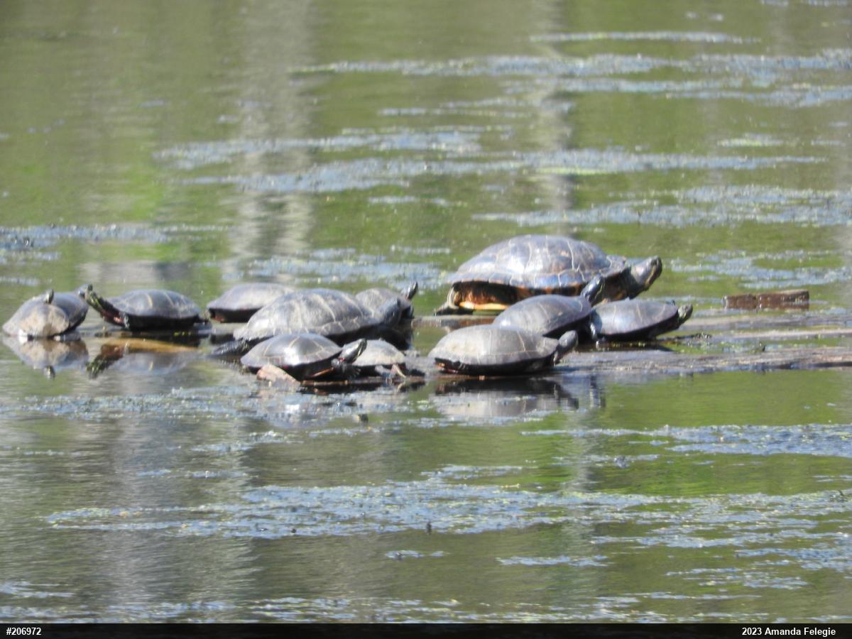 Pond Slider