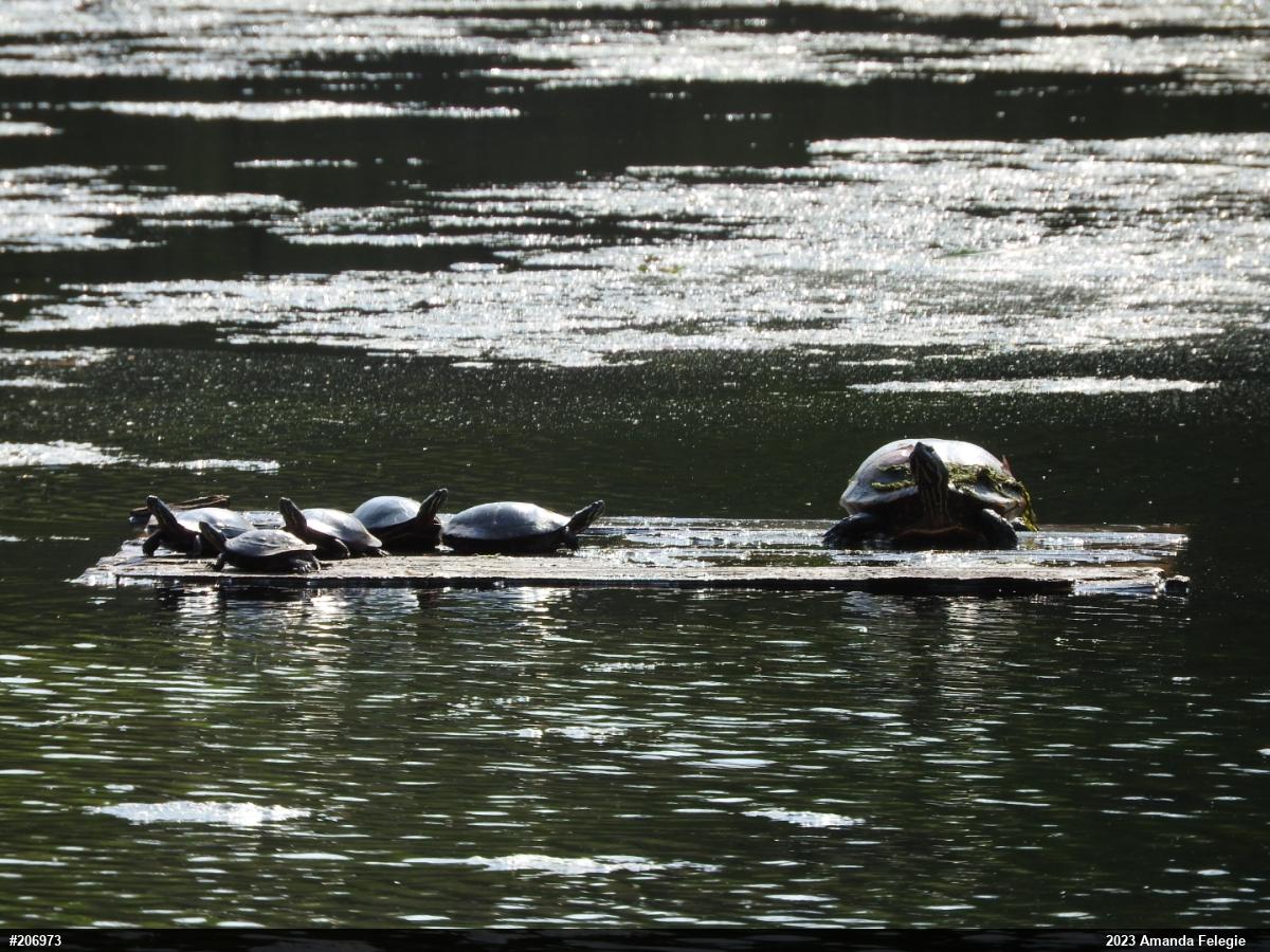Eastern Painted Turtle