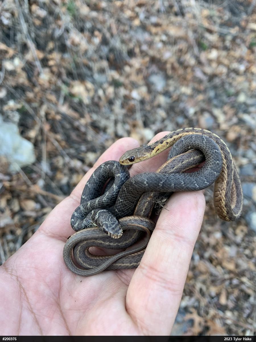 Eastern Gartersnake