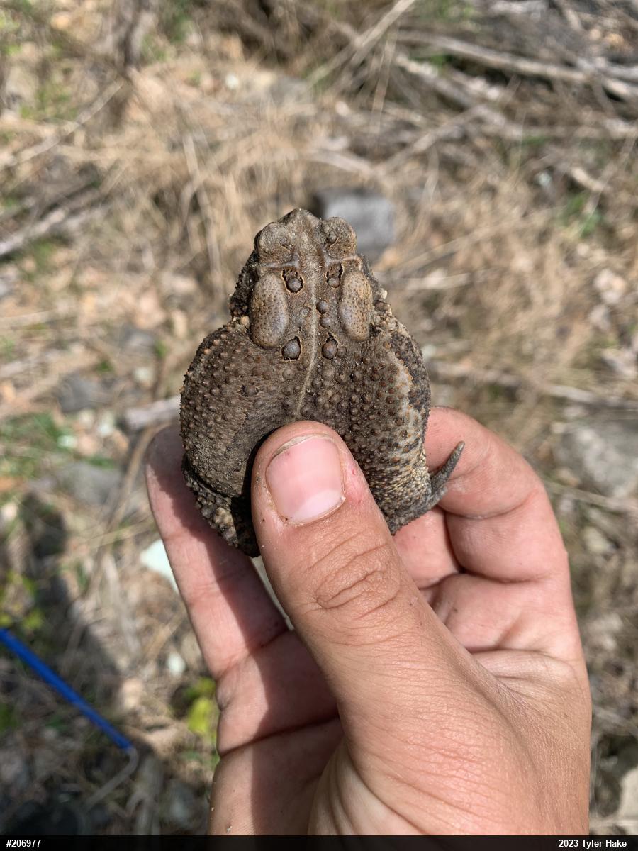 Eastern American Toad