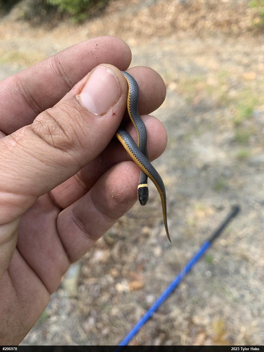 Northern Ring-necked Snake