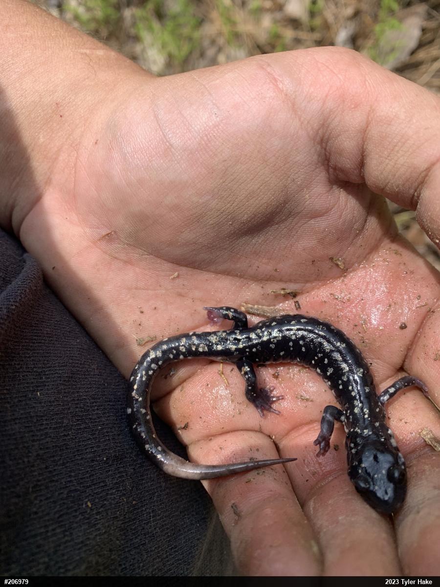 Northern Slimy Salamander