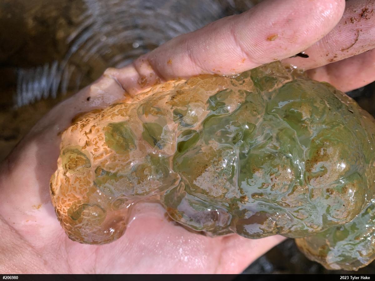 Spotted Salamander