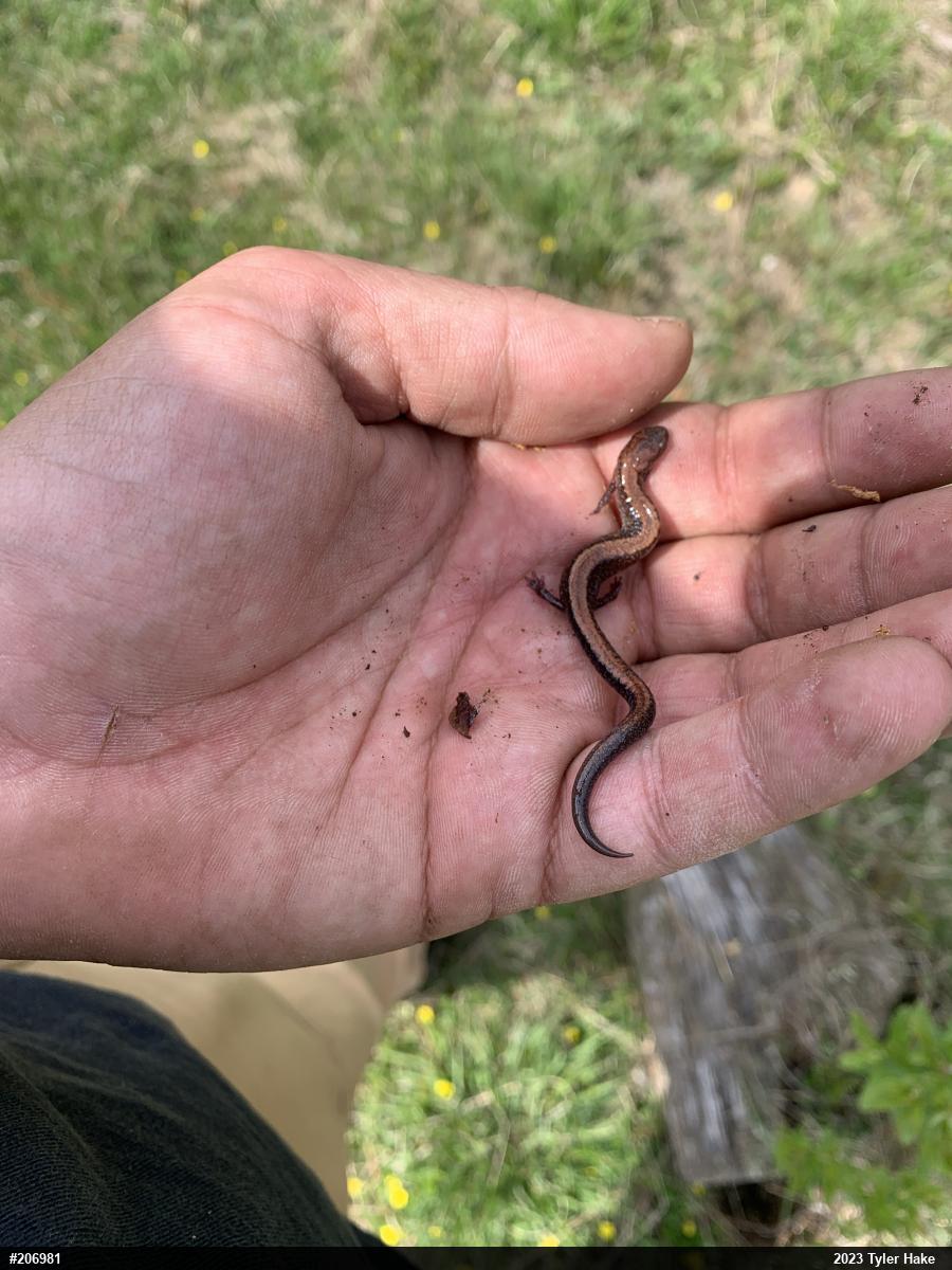 Eastern Red-backed  Salamander