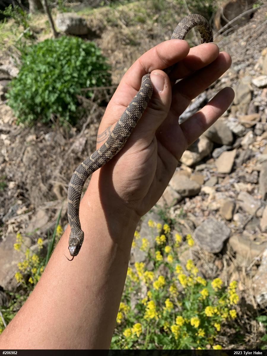 Northern Watersnake
