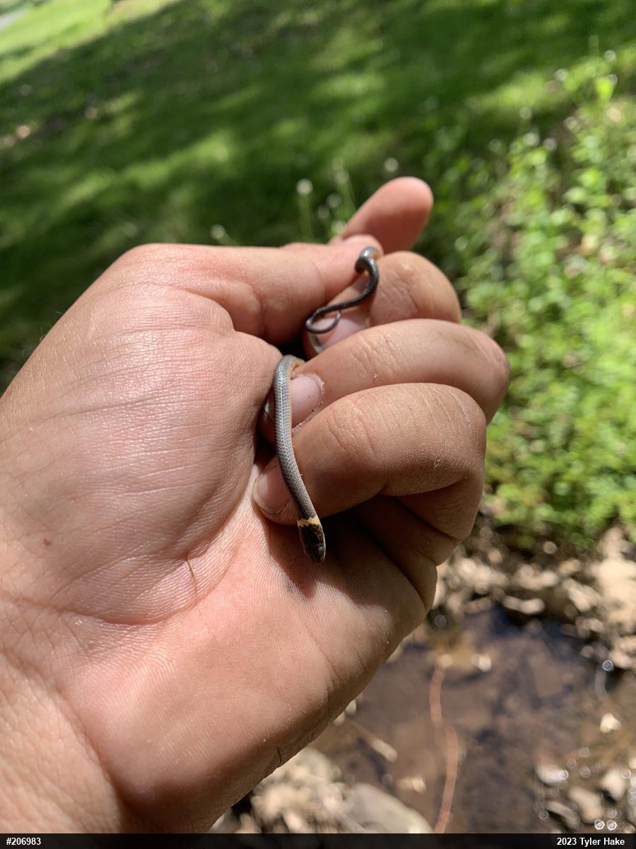 Northern Ring-necked Snake