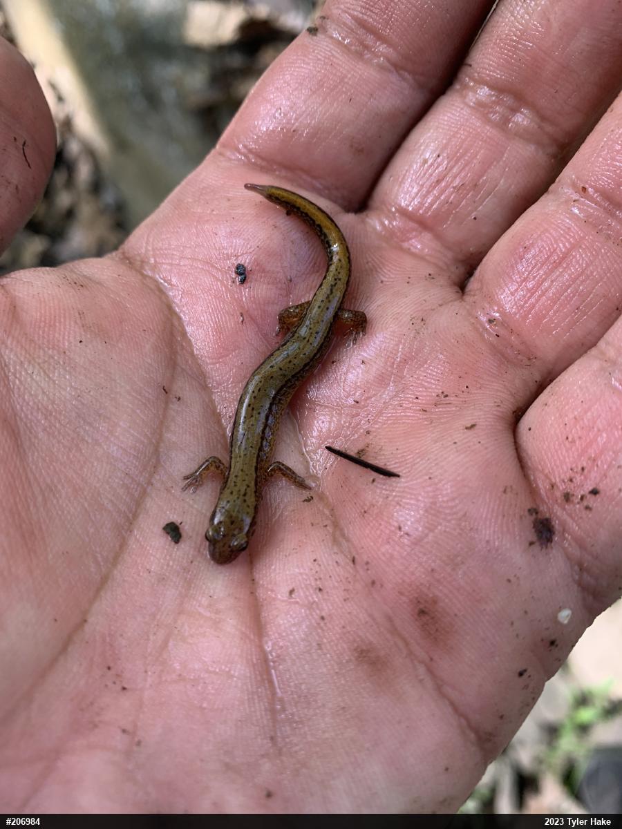 Northern Two-lined Salamander