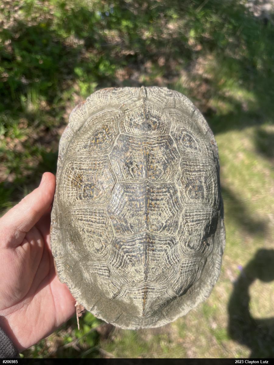 Wood Turtle