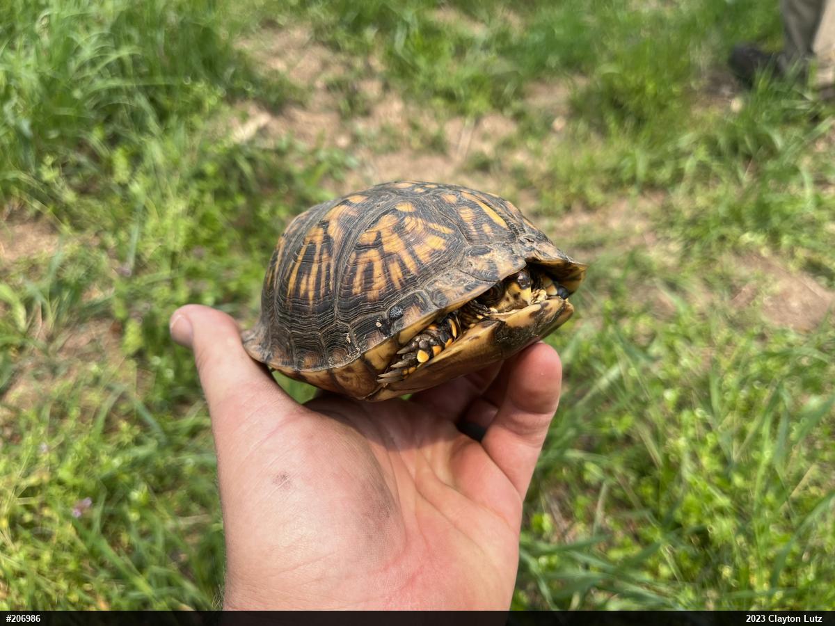 Eastern Box Turtle