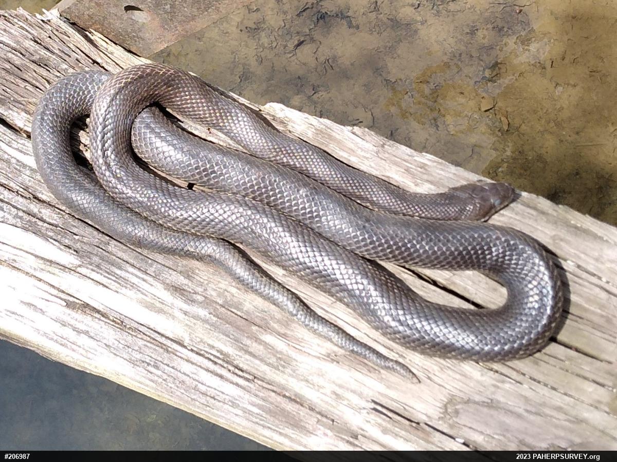 Eastern Ratsnake