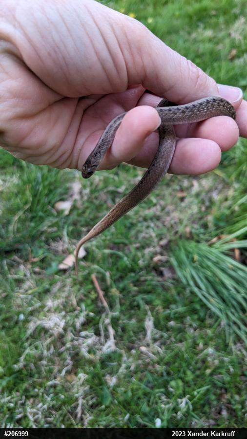 Dekay's Brownsnake