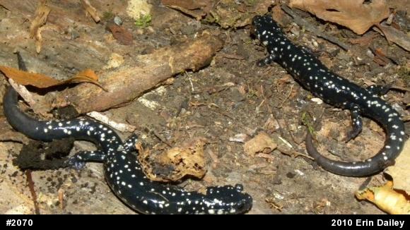 Northern Slimy Salamander