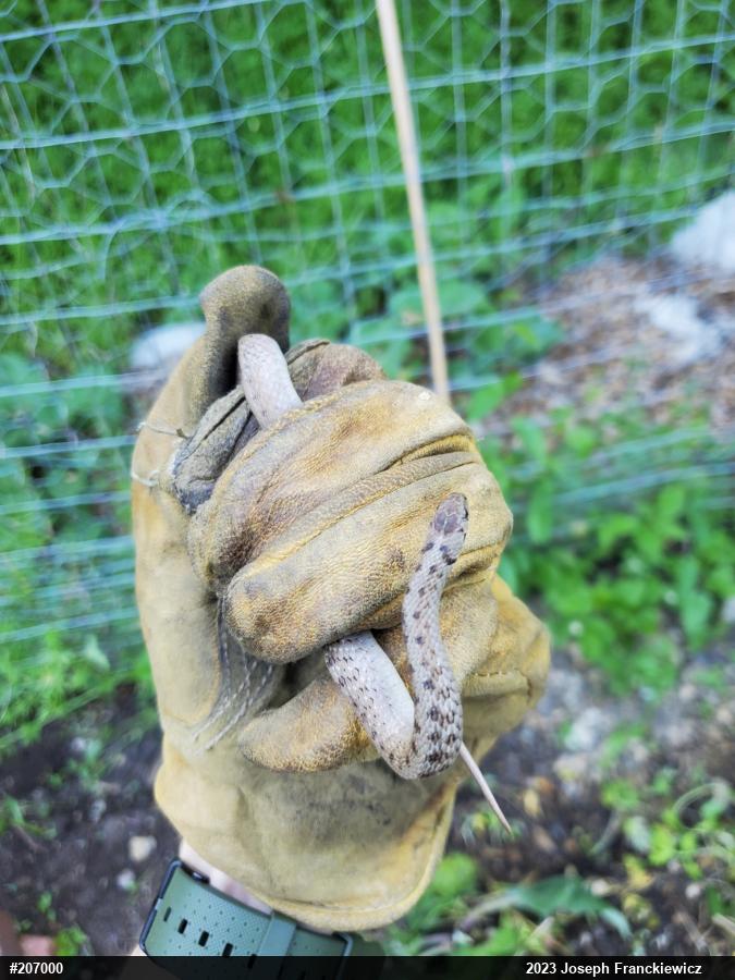 Dekay's Brownsnake