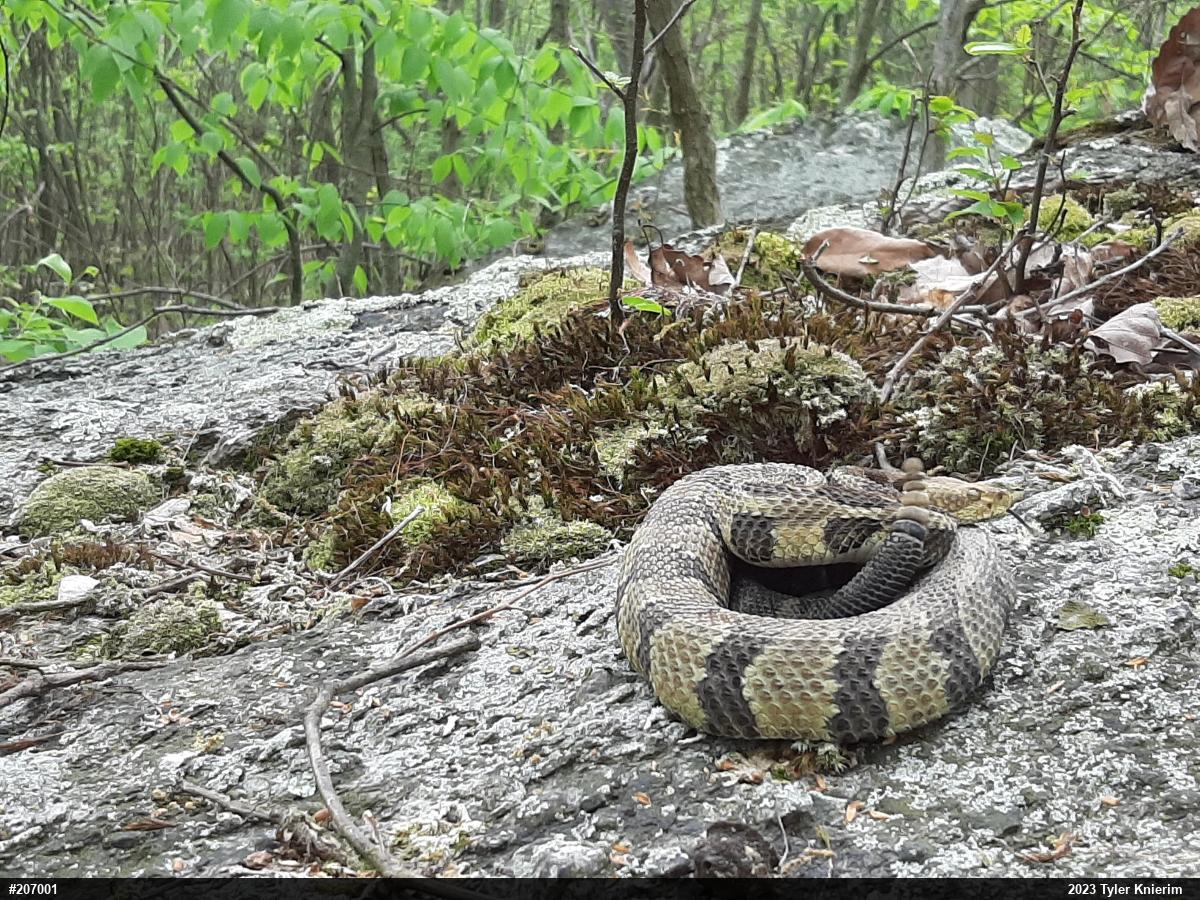 Timber Rattlesnake