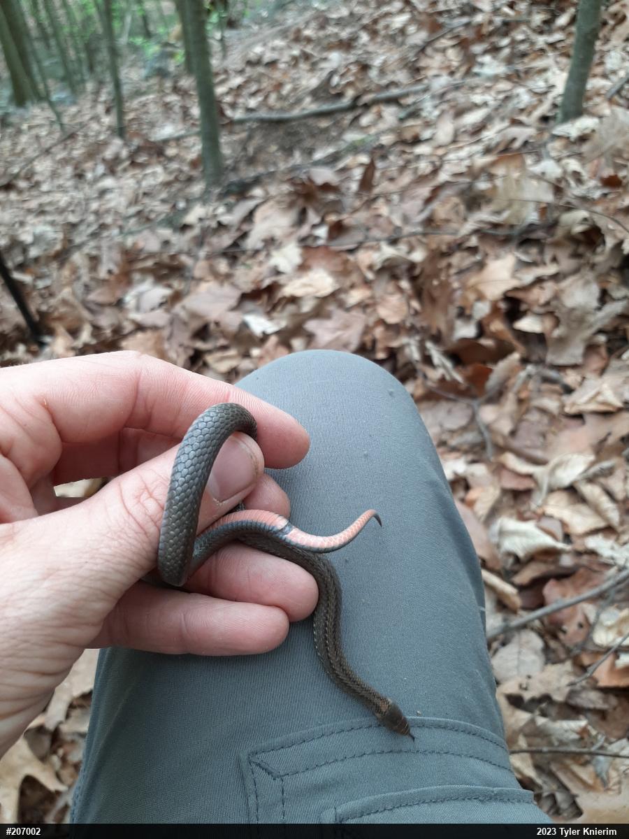 Red-bellied Snake