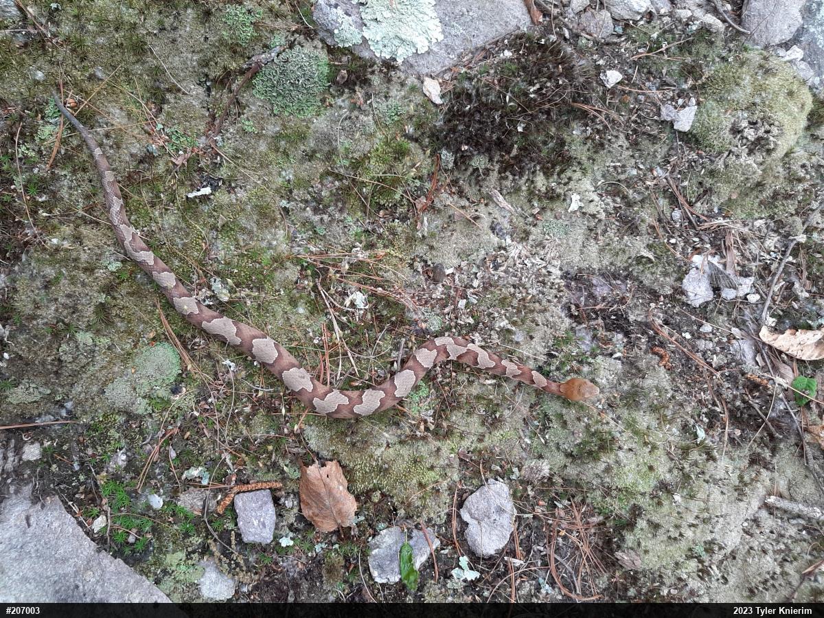 Northern Copperhead