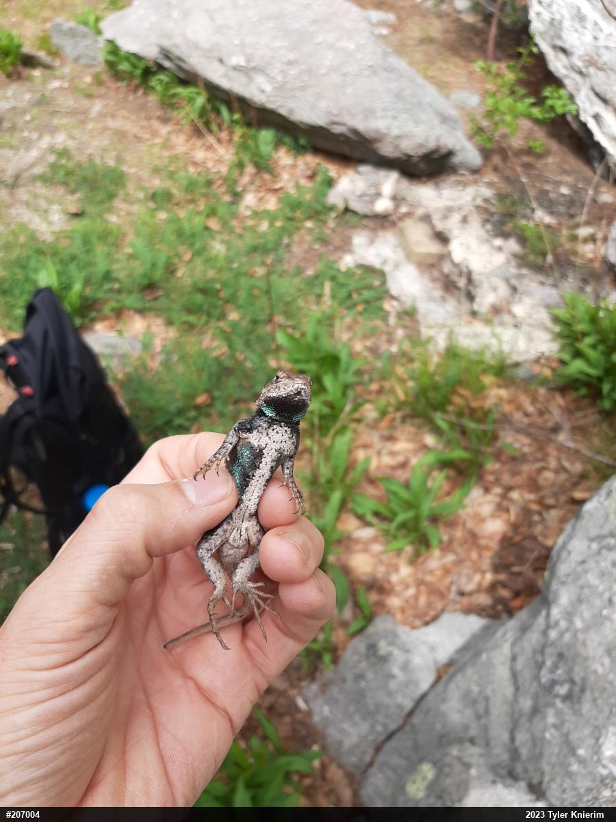 Eastern Fence Lizard