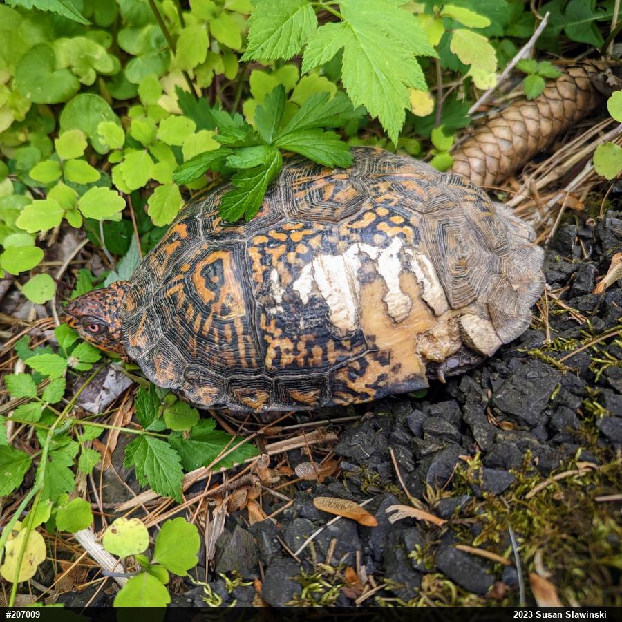 Eastern Box Turtle