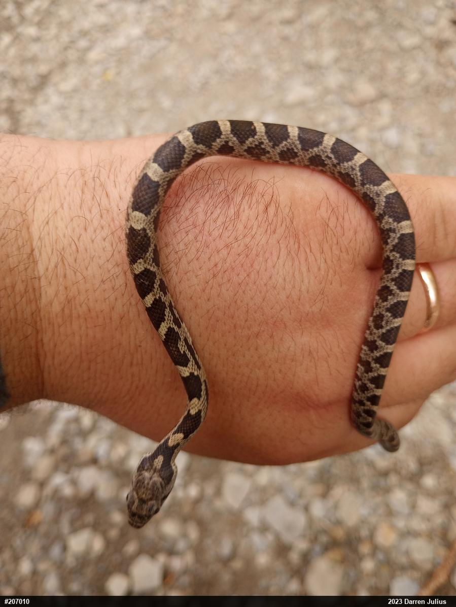 Eastern Ratsnake