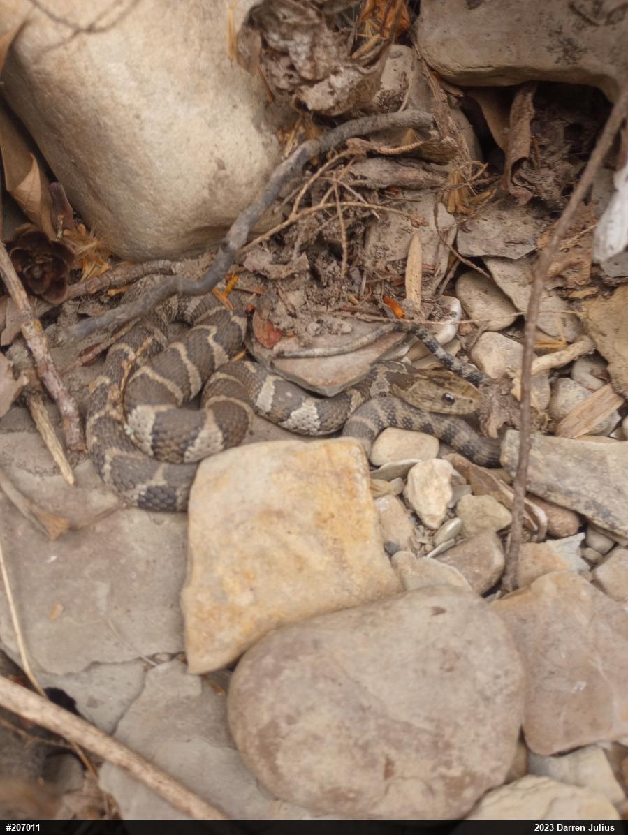 Northern Watersnake