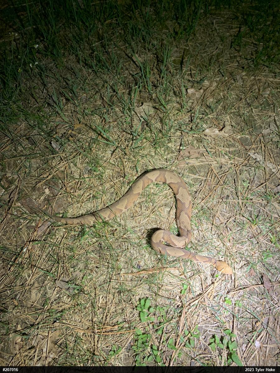 Northern Copperhead