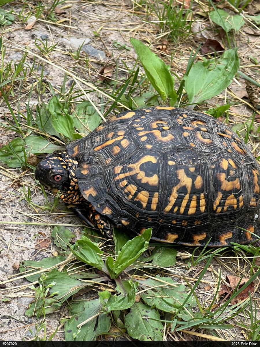Eastern Box Turtle