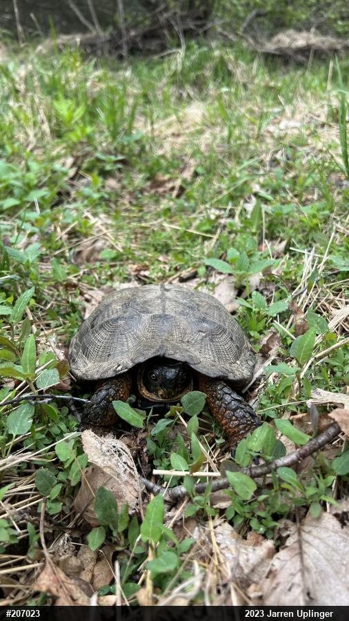 Wood Turtle