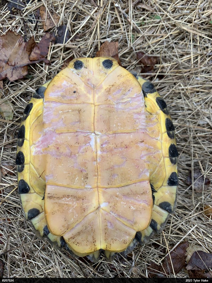Yellow-bellied Slider