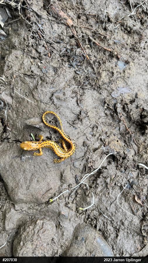 Eastern Long-tailed Salamander